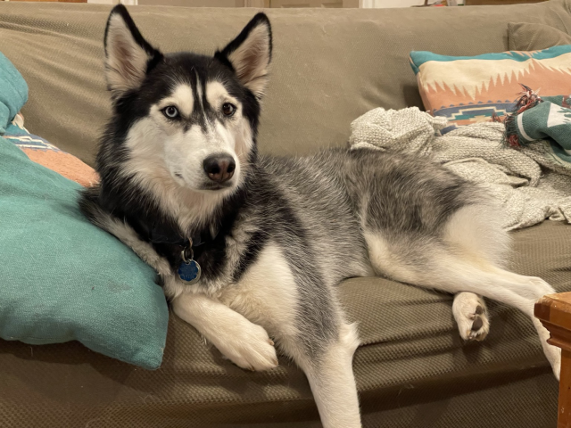 Husky looking content on a couch surrounded by pillows 