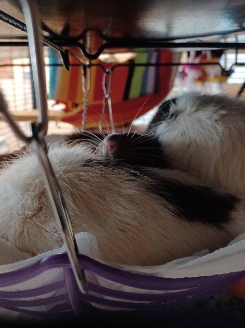 a heap of fancy rats in a hanging basket. One is only visible as a nose rising up from between his brothers.