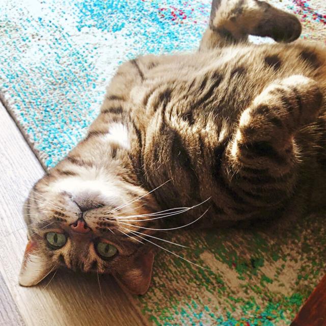 Brown tabby cat Tina lies upside down on the floor to look at the world from a different angle and be cute.