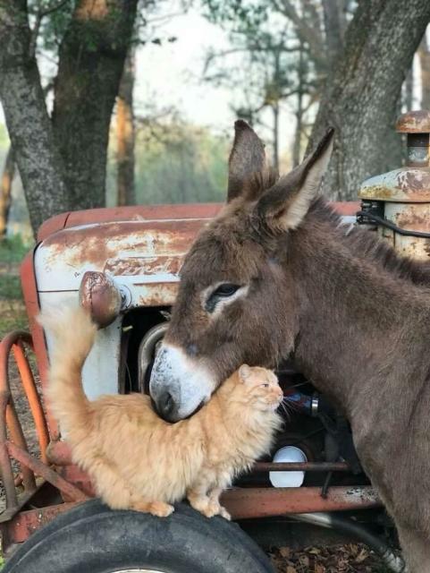 donkey and cat