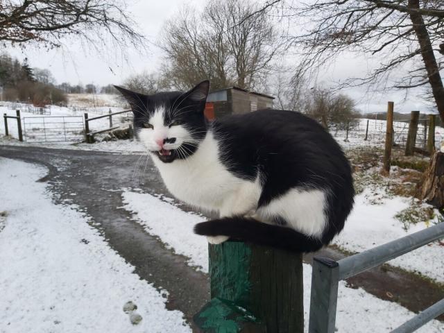 Cath du a gwyn ar postyn, ei geg bach ar agor. Eira o'i gwmpas yn y caeau.
A black and white cat on a post, his mouth slightly open. Snow around him in the fields.