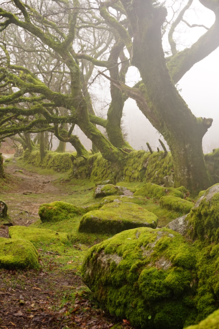 Green mossy oaks in Mist.