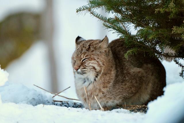 Bobcat crouched on the snow under a pine tree. Close-up.