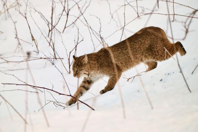Bobcat striding down a snowy hill with sticks around.