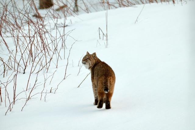 Bobcat standing in the snow looking backwards over the shoulder.
