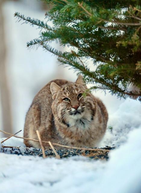 Bobcat crouched on the snow beneath a pine tree, looking up.