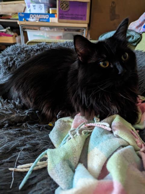 A fluffy black cat sitting on a fluffy surface with a blanket next to her