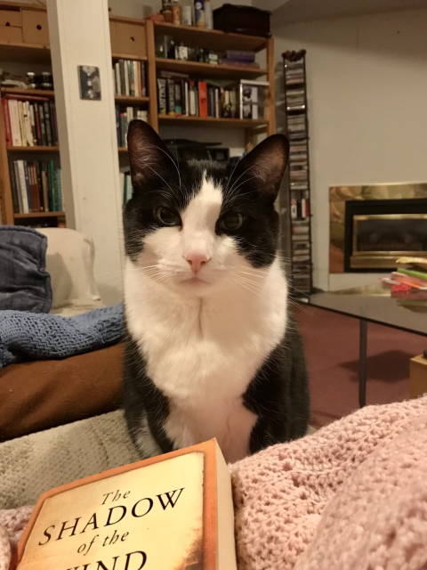 Rufus, my fuzzy black and white kitty, is giving me the death glare. Why?  Because my book is in my lap. 