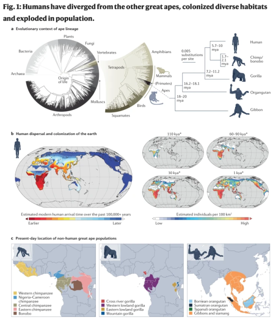 a, Cellular organism superfamilies in the tree of life, as organized by the NCBI Taxonomy database (left), illustrate the recent emergence of apes. Over the past 20 million years, the ape lineage has split multiple times, giving rise to present-day gibbon, orangutan, gorilla, chimpanzee/bonobo and human populations. We depict the ape phylogeny with branches scaled by substitutions per site and we include divergence time estimates (right)322. b, Human populations have expanded across the world, colonizing diverse ecosystems over the past 100,000 years. Time scales are approximate and under continuous debate323, as indicated by the asterisk (*). c, Several populations of non-human great apes are confined to portions of central and west Africa (chimpanzee, bonobo and gorilla) and islands in Southeast Asia (orangutan and gibbon). kya, thousand years ago; mya, million years ago. Part b is reprinted from ref. 324, Springer Nature Limited. Part c is adapted from ref. 325, Springer Nature Limited.