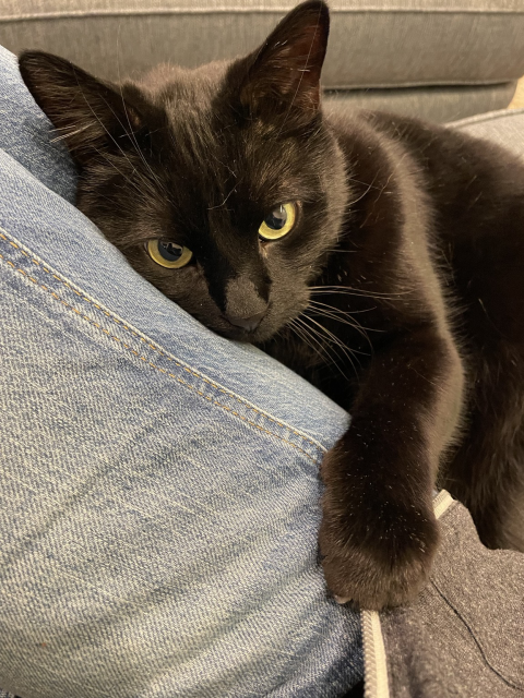 A black cat curls up to the photographer’s jean-clad leg. 
