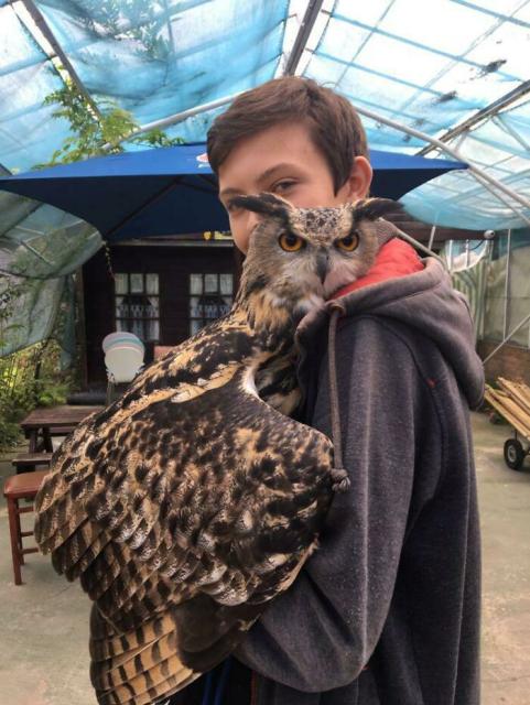 Owl hugging person
