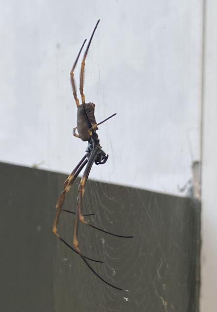 Golden orb weaver in Brisbane, Australia. 2023
