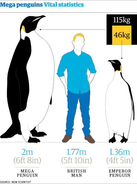 A comparison of the mega penguin, a human male & the emperor penguin. Credit: New Scientist
