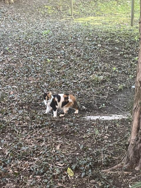 1/2 of calico kitten in the back garden, on a freshly trimmed, just starting to green for spring, Ivy bank.