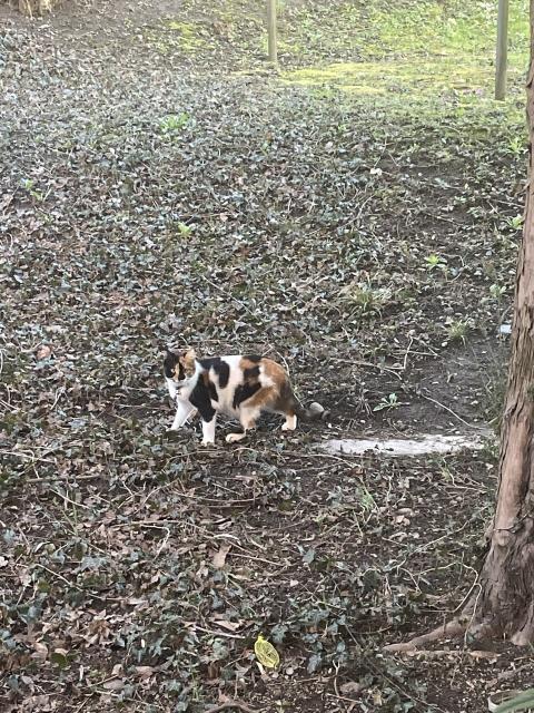 1/2 of calico kitten in the back garden, on a freshly trimmed, just starting to green for spring, Ivy bank.