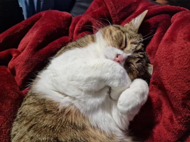 Cat Nasa sleeping 