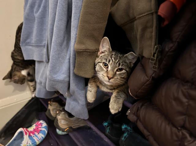 A brown tabby kitten peeks out at the viewer from underneath a curtain of hanging jackets and hoodies. In the background, another brown tabby kitten is climbing down from the shelf they're on.