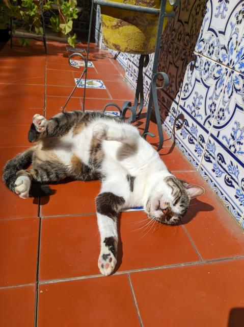 Gata atigrada y blanca tumbada boca arriba en un patio tomando el sol