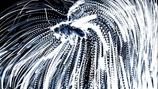 The white trails show the arching paths of the parasitic roundworms’ leaps towards a flying insect.