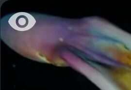 Image of the blanket octopus with an "eyeball" icon where it's eye might be