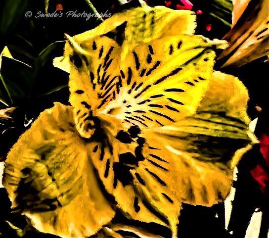 This is a closeup of a yellow Peruvian lily. surrounded by darkness and glimpses of other surrounding flowers.  The lily has five large petals each displaying different shades of yellow with black markings.  There are several long appendages (I don't know what they're called) perhaps seed pods extending from the center of the flower. 

I slightly edited the light properties of the photograph to give it a bit of an abstract appeal.
