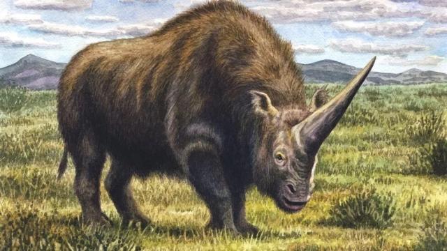 Artist's impression of Elasmotherium sibericum, the “Siberian unicorn.” Credit: W S Van Der Merwe 