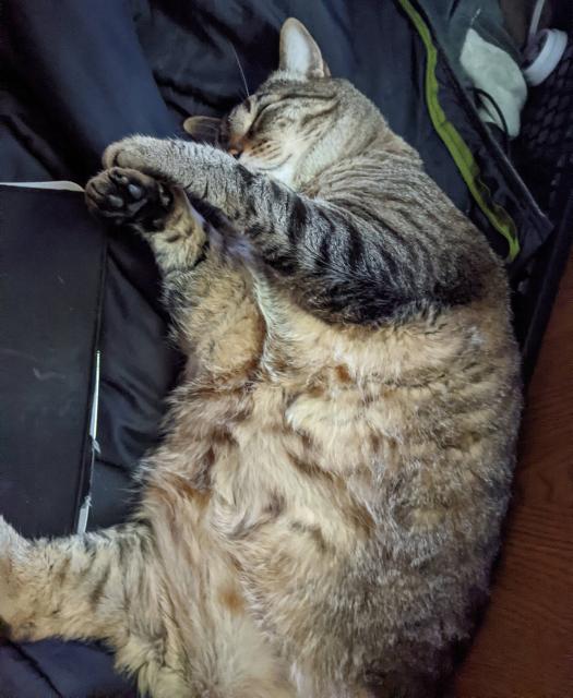 My 3-legged tabby cat Waffles, sleeping on his back, with his front paws kind of covering his face.