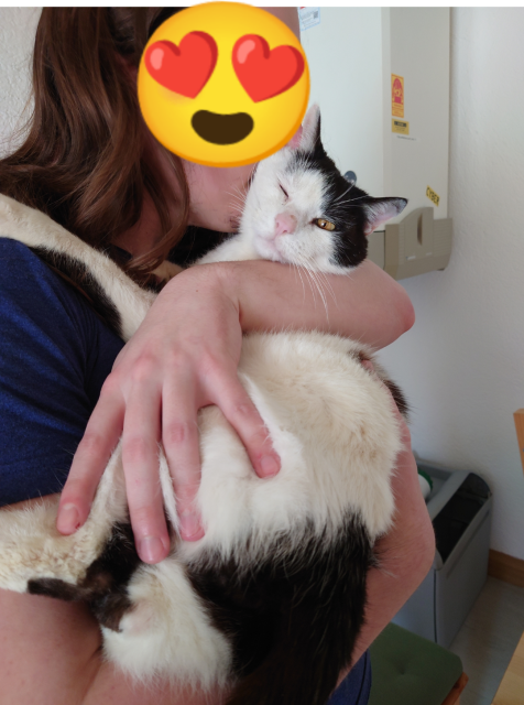 Person hält einen schwarzweißen Kater auf dem Arm und küsst ihn auf den Kopf. Über dem Gesicht der Person ist ein Emoji mit Herzchenaugen.