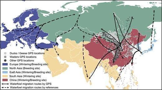 Map of Europe and Asia showing the wintering/breeding sites and migration routes of waterfowl