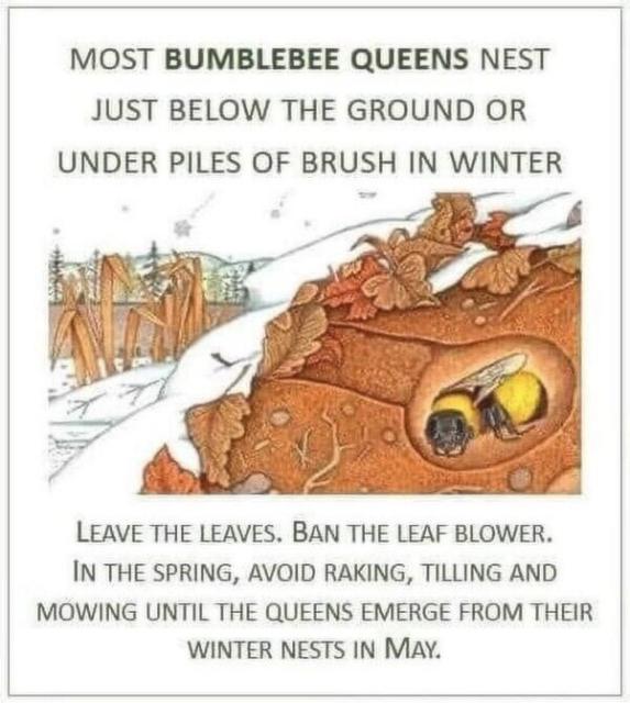 Cutaway drawing of a bumblebee queen hibernating inside a leaf-covered nest.
Text says:
MOST BUMBLEBEE QUEENS NEST JUST BELOW THE GROUND OR UNDER PILES OF BRUSH IN WINTER.
LEAVE THE LEAVES. BAN THE LEAF BLOWER. IN THE SPRING, AVOID RAKING, TILLING AND MOWING UNTIL THE QUEENS EMERGE FROM THEIR WINTER NESTS IN MAY. 