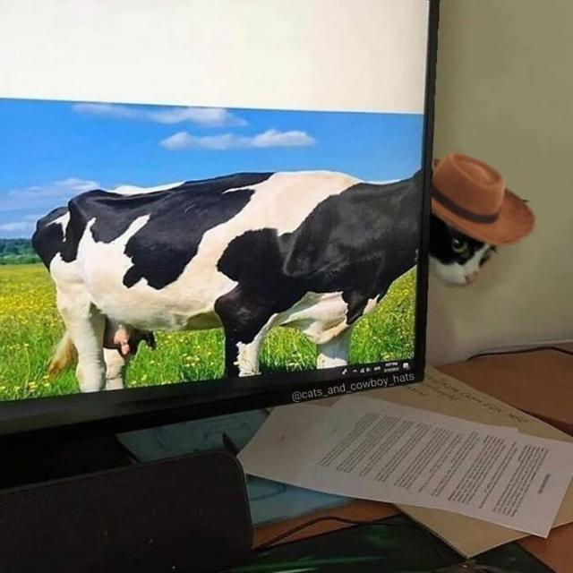 cowcat