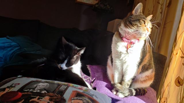 My two cats sitting in the sofa on a spot that is directly hit by sunshine. 