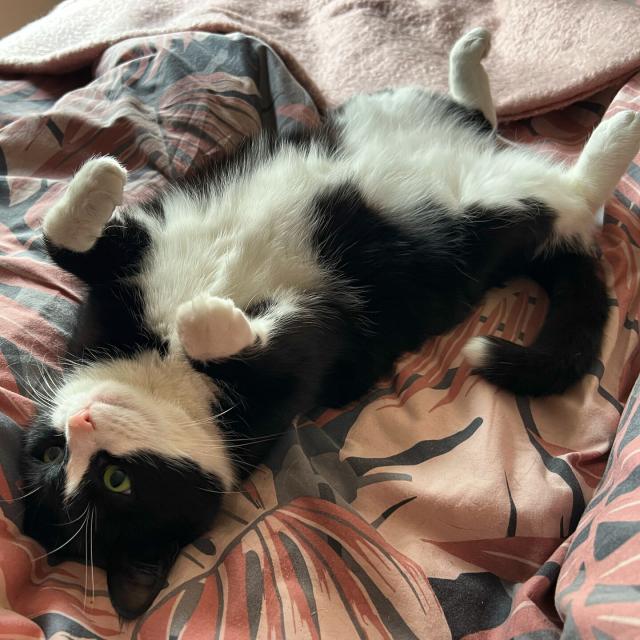 A small black and white cat lying on its back on a pink and grey bedspread. 