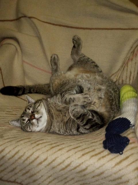 Ein Kater liegt mit geschlossenen Augen halb auf dem Rücken auf einer Wolldecke. Die Vorderpfoten sind süß überkreuzt.