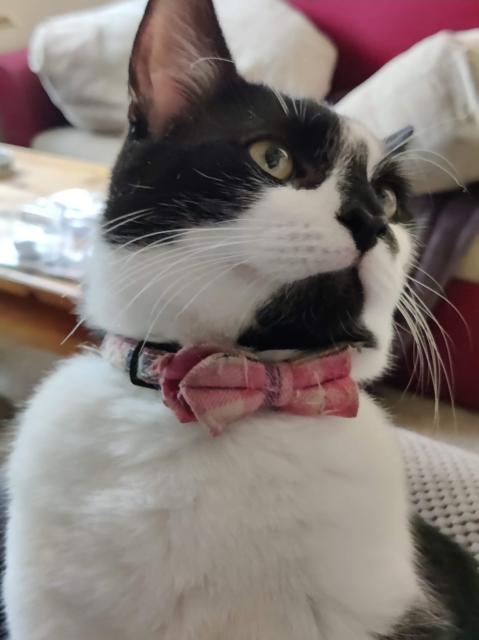 Smudge, a black and white cow print cat sits upright on his human's lap. He is wearing a pink plaid bow tie that's a little bedraggled but he looks terribly pleased with himself. His head is tilted up and to the right like he's hearing applause but is being modest about it. The bow tie is bedraggled because his brother who refuses to ever wear a collar loves playing with them when Smudge isn't wearing them.