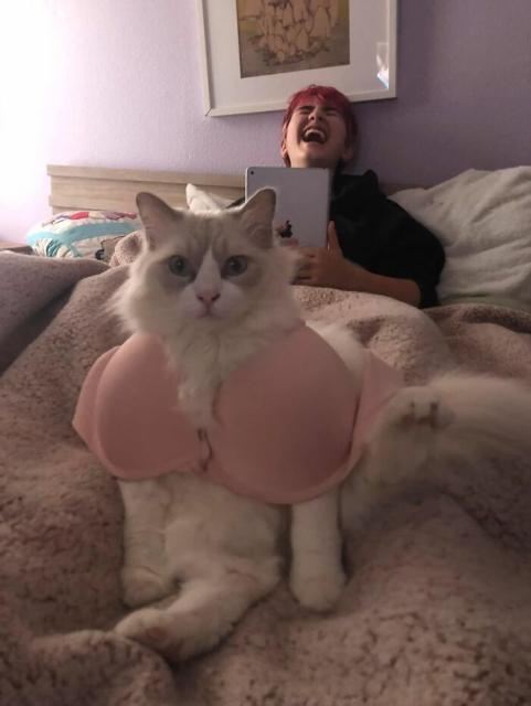 cat wearing bra