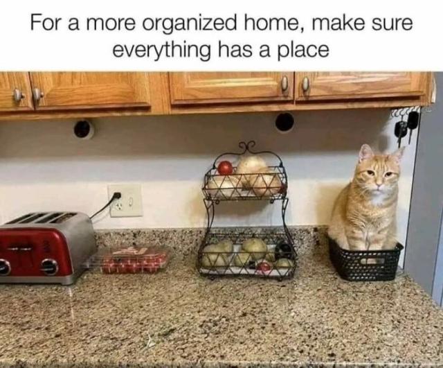 organising the cat