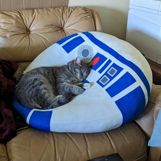 Mama Sox, the cat, lays sleeping, curled up on an R2-D2 Sqishmallow. 