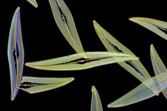 Pleurosigma angulatum, a diatom frequently used for test purposes in microscopy; dark field.

Frank Fox, CC BY-SA 3.0 DE, via Wikimedia Commons.