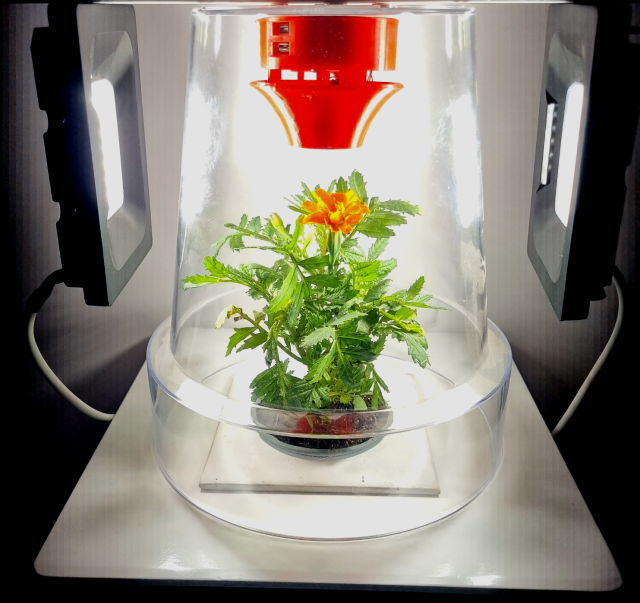 A small daisy plant is housed inside a clear vessel. suspended above the plant is a small red sensor module, drawing gases up across the sensor electronics. Beside the clear enclosure are two bright LED floodlights illuminating the plant.