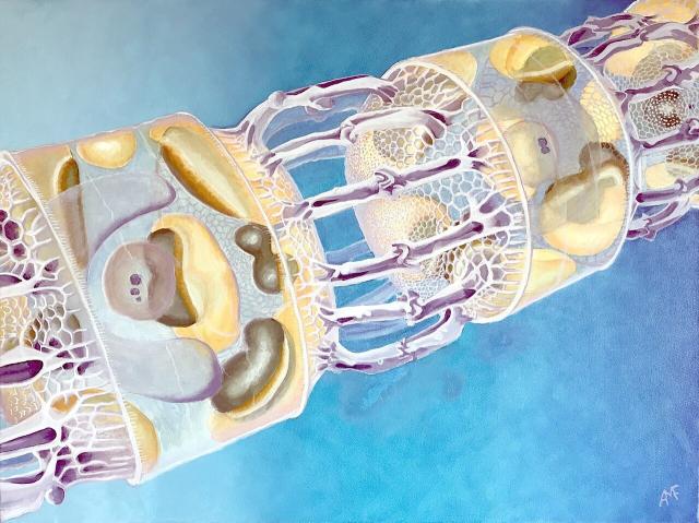 "Chain of Skeletonema costatum (Greville) Cleve 1873," a centric diatom from the temperate waters of the Atlantic.

Muller-Feuga, CC BY-SA 4.0, via Wikimedia Commons.