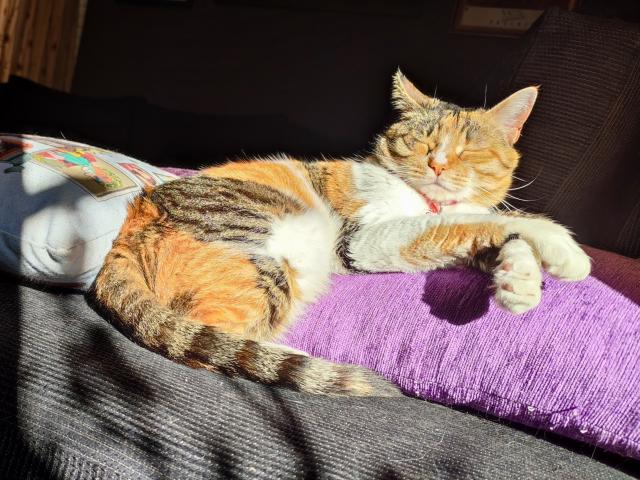 My Calico cat Carrie lounging on a cushion on the sofa in the sunlight, having her eyes closed looking calm. 