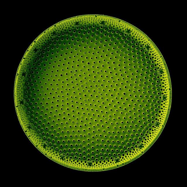 "Highly porous hierarchical structure of a Coscinodiscus oculus-iridis (Ehrenberg 1840) diatom shell."

Pavel.Somov, CC BY-SA 4.0, via Wikimedia Commons.