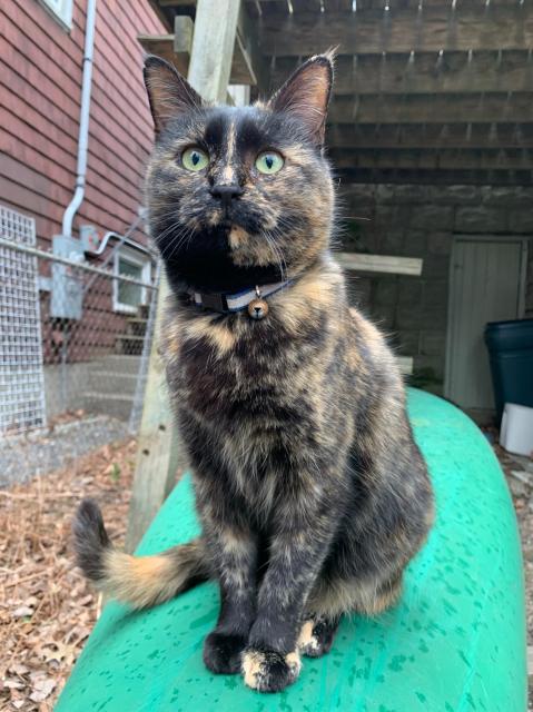 Tortoise Shell Cat sitting on Canoe