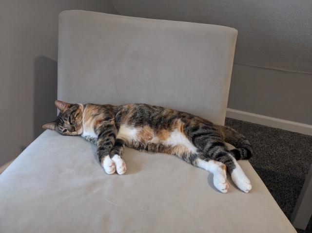 A cat laying on a chair. She has orange, white, and black markings. 