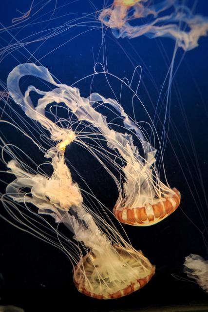 Two backlit white and orange jellyfish at the zoo