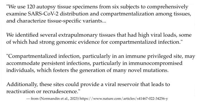 "We use 120 autopsy tissue specimens from six subjects to comprehensively examine SARS-CoV-2 distribution and compartmentalization among tissues, and characterize tissue-specific variants... We identified several extrapulmonary tissues that had high viral loads, some of which had strong genomic evidence for compartmentalized infection." "Compartmentalized infection, particularly in an immune privileged site, may accommodate persistent infections, particularly in immunocompromised individuals, which fosters the generation of many novel mutations. Additionally, these sites could provide a viral reservoir that leads to reactivation or recrudescence."

— from (Normandin et al., 2023) https://www.nature.com/articles/s41467-022-34256-y 
