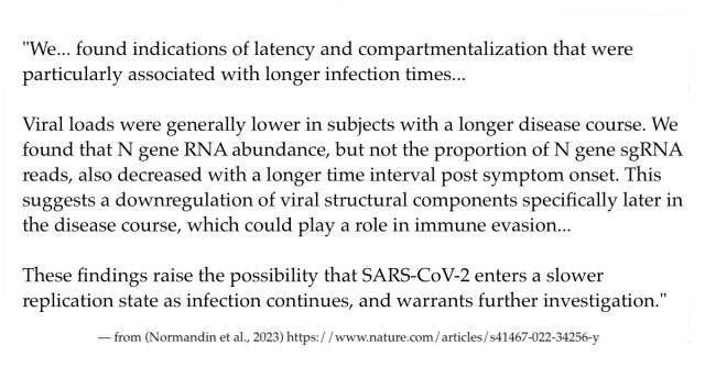 "We... found indications of latency and compartmentalization that were particularly associated with longer infection times... Viral loads were generally lower in subjects with a longer disease course. We found that N gene RNA abundance, but not the proportion of N gene sgRNA reads, also decreased with a longer time interval post symptom onset. This suggests a downregulation of viral structural components specifically later in the disease course, which could play a role in immune evasion... These findings raise the possibility that SARS-CoV-2 enters a slower replication state as infection continues, and warrants further investigation."

— from (Normandin et al., 2023) https://www.nature.com/articles/s41467-022-34256-y 