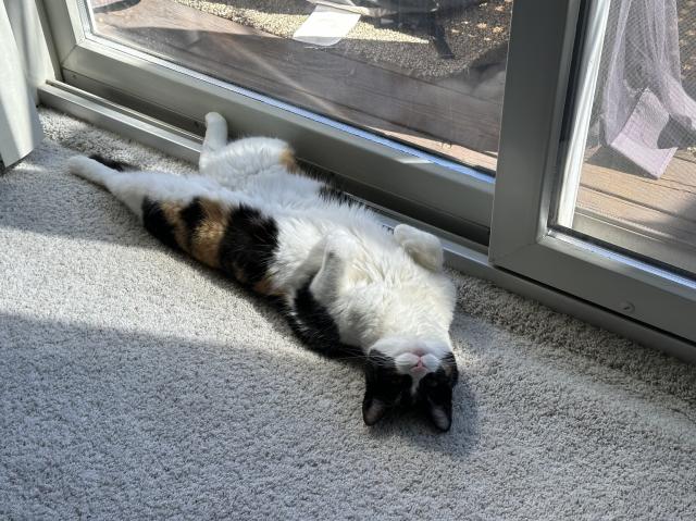 A calico cat, lying on the ground beside a glass door, with the sun shining on her. 