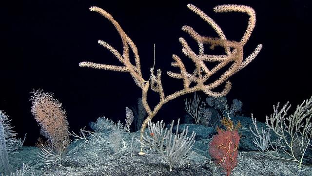 Corals at Debussy Seamount.

NOAA Office of Ocean Exploration and Research, Deep-Sea Symphony: Exploring the Musicians Seamounts, Public domain, via Wikimedia Commons.